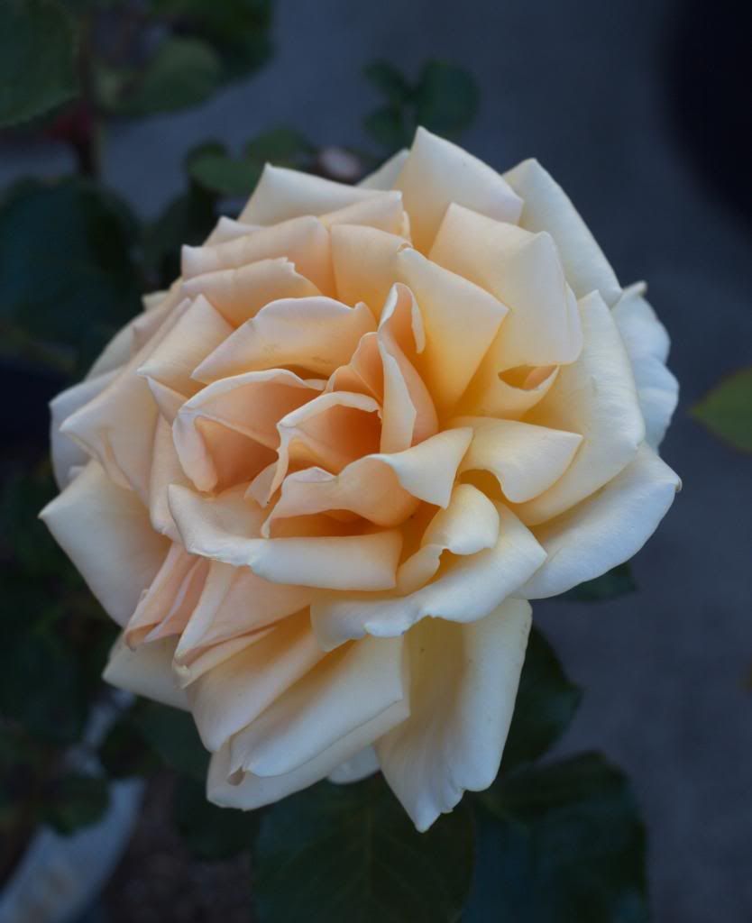 Valencia photo valencia_zpse5dd7d43.jpg